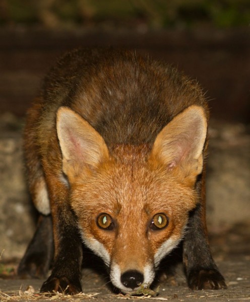 adult fox