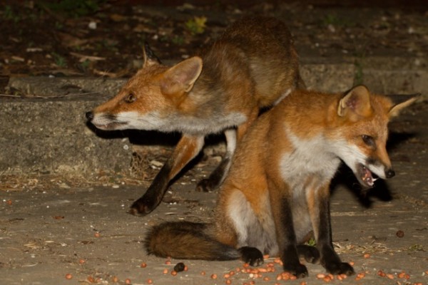 Fox and cub