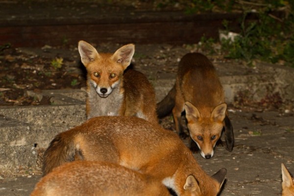 five foxes and cubs