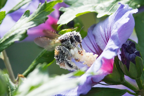 Bee on hibiscus covered in pollen