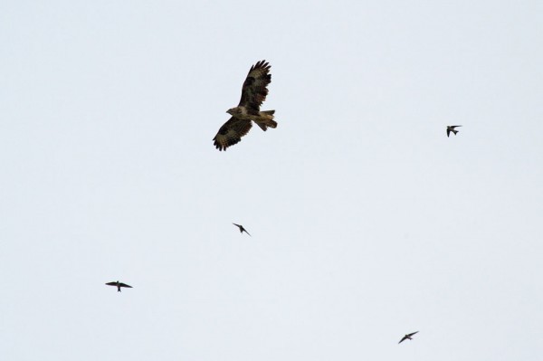 Buzzard with swallow and house martins