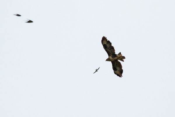 Buzzard with swallow and house martins