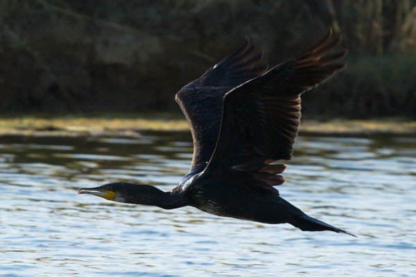 Cormorant (Phalacrocorax carbo) taking off from the water and flying over farmland at Seven Sisters country park, East Sussex