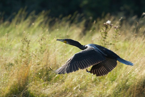 Cormorant (Phalacrocorax carbo) taking off from the water and flying over farmland at Seven Sisters country park, East Sussex