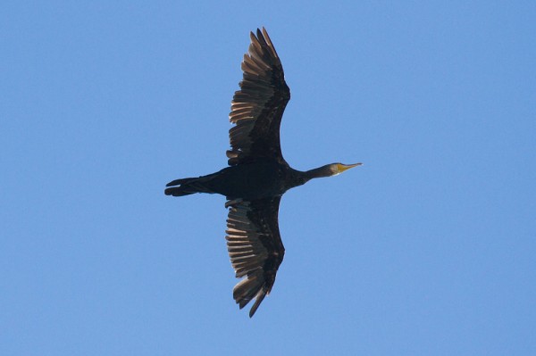 Cormorant (Phalacrocorax carbo) 