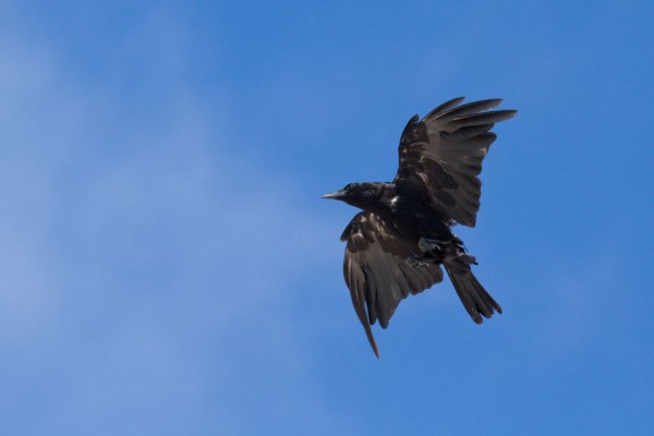 Carrion crow (Corvus corone) in flight