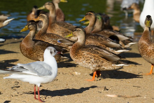 Ducks at Falmer Pond,