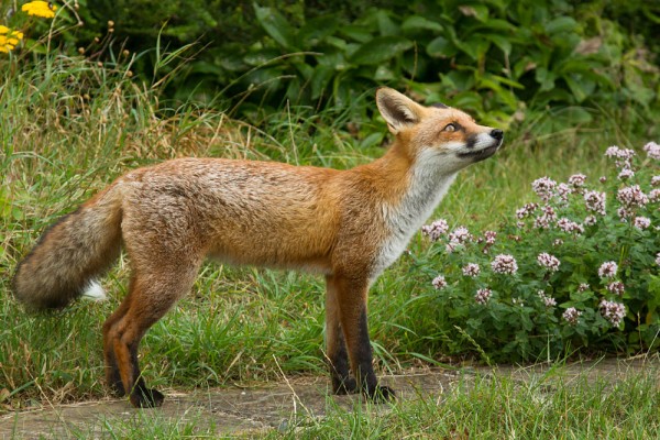 Young fox in a suburban garden