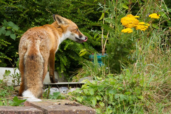 Young fox in a suburban garden by pond