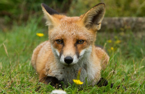 Young fox lying down in a suburban garden