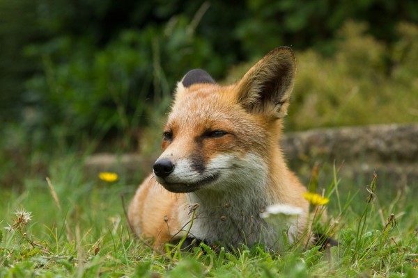 Young fox lying down in a suburban garden