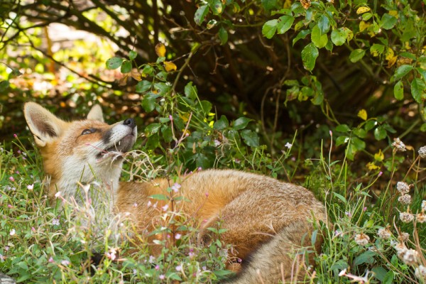 Fox lying down in shade