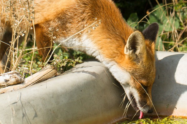 Fox drinking from pond