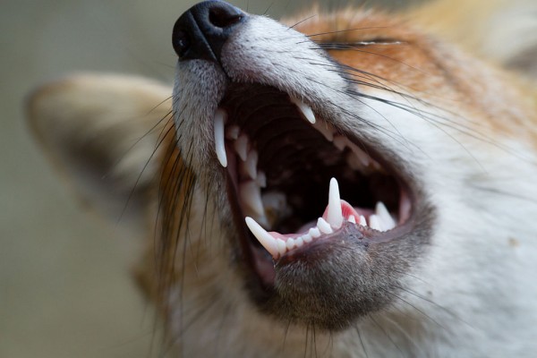 close-up of fox