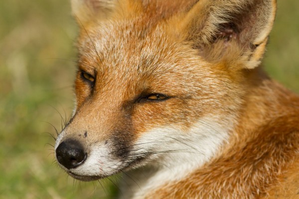 Portrait of a fox cub's head