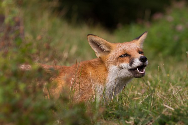 Portrait of a fox cub