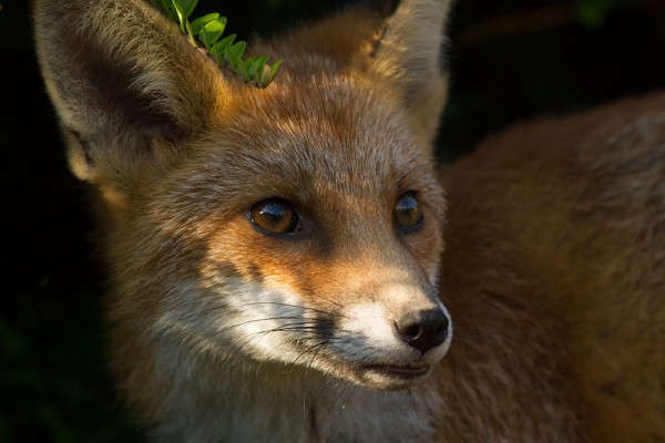 Fox cub in shade