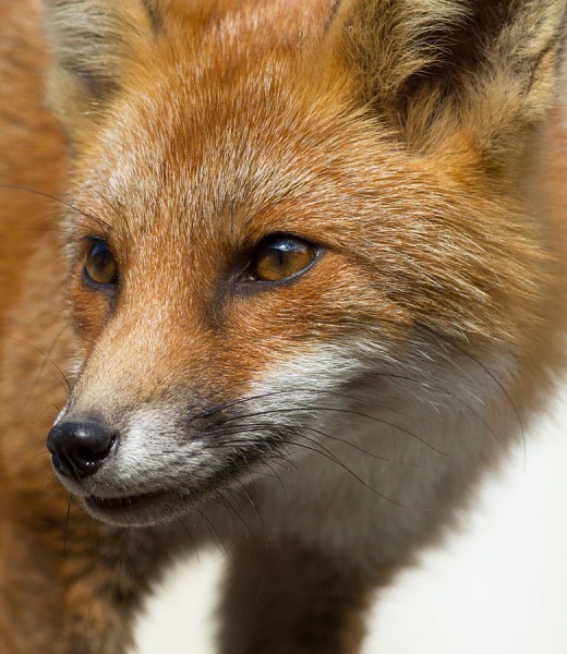 Portrait of fox cub