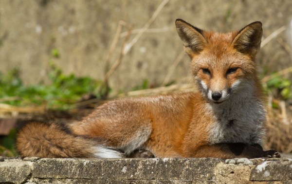 Fox cub lying down