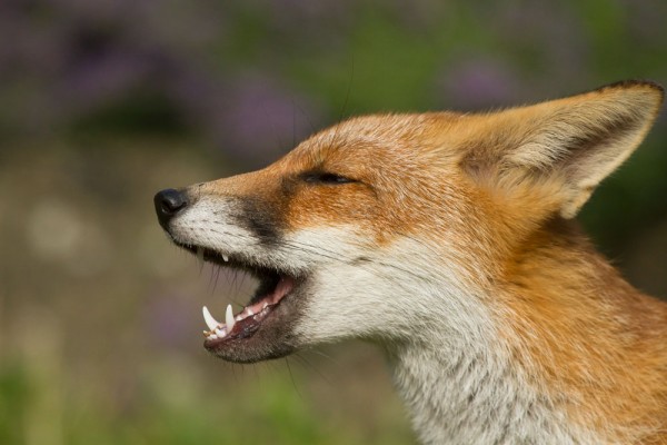 Fox cub in a suburban garden