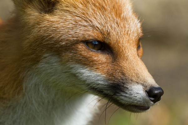 Portrait of a five month old fox cub