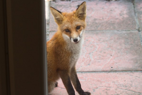 Fox cub peering into a house through a patio door.