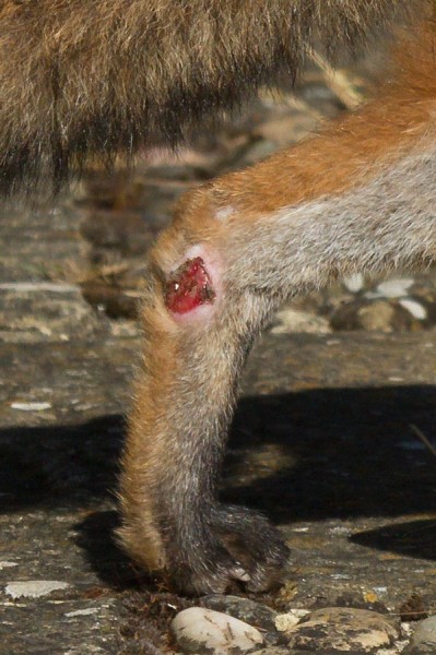 Wound on leg on young fox