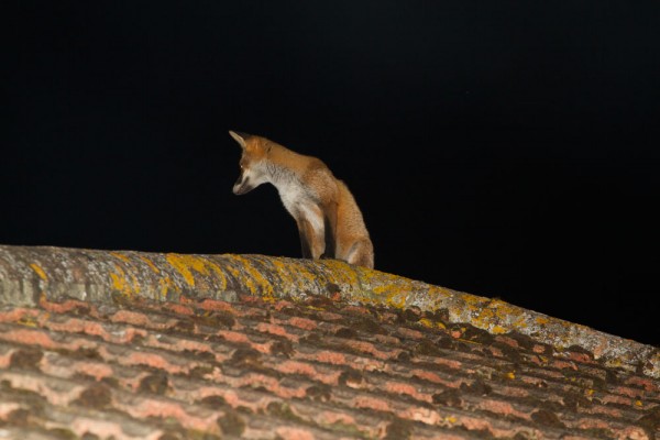 Fox on the apex of a roof at night.