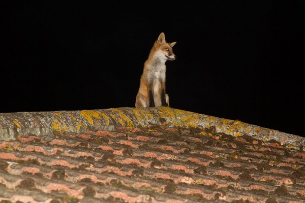 Fox on the apex of a roof at night.