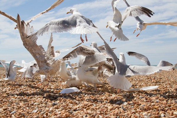 Flock of greedy herring gulls, Hove, East Sussex