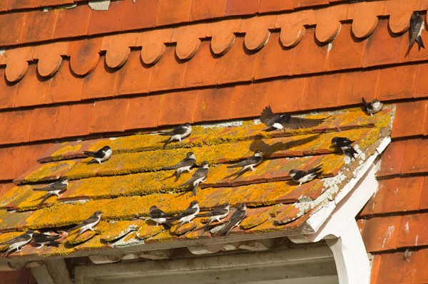 House martins on roof