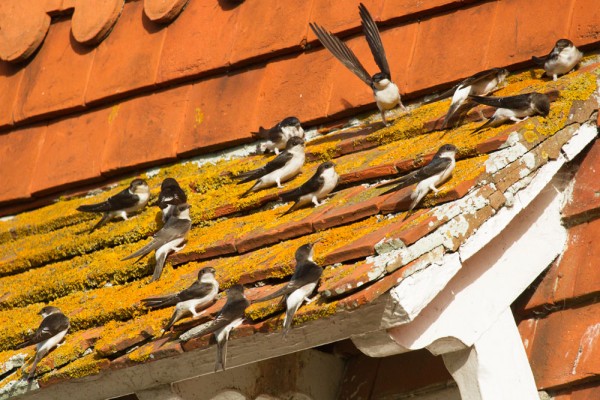 House martins on roof