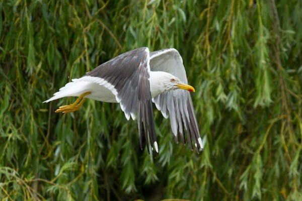 Lesser black-backed gull (Larus fuscus) at Falmer Pond, East Sussex