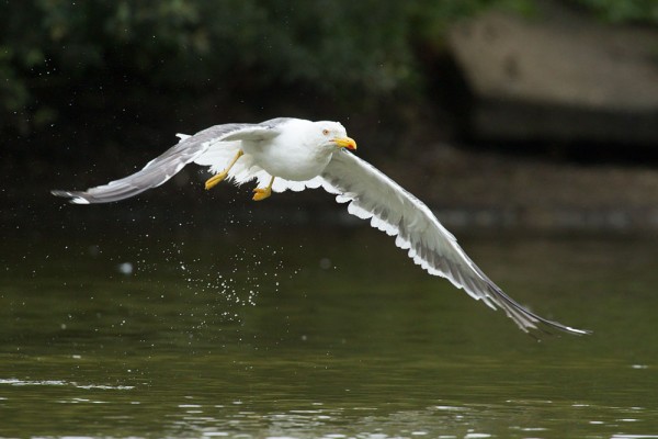 Lesser black-backed gull (Larus fuscus) at Falmer Pond, East Sussex