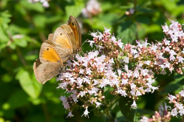 Meadow brown butterflies