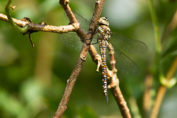 Migrant hawker  dragonfly