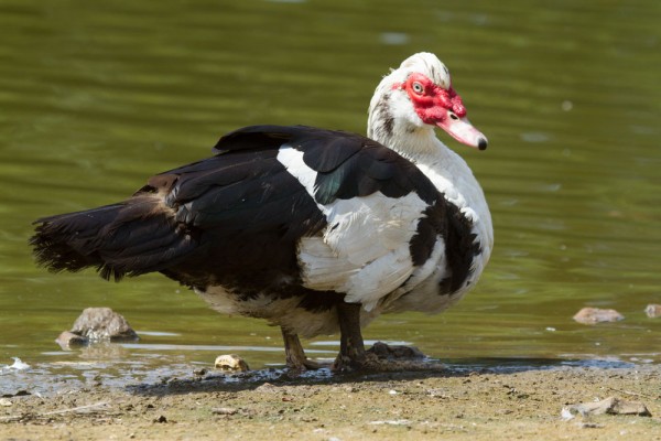 Male feral Muscovy duck at Falmer Pond East Sussex