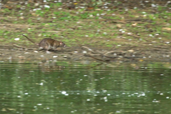 Rat running along edge of pond