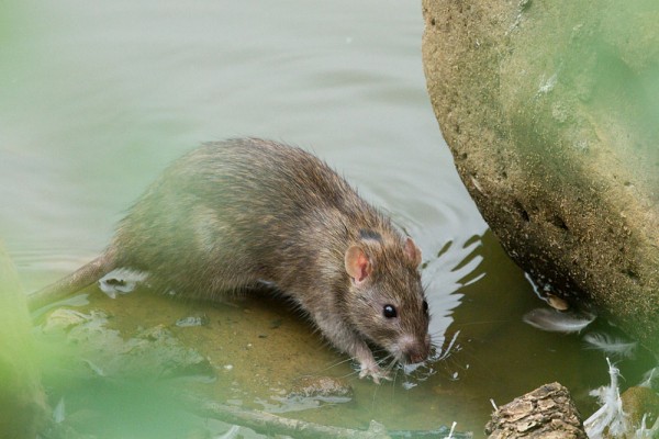 Rat at edge of pond