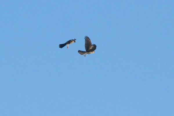 Pair of sparrowhawks