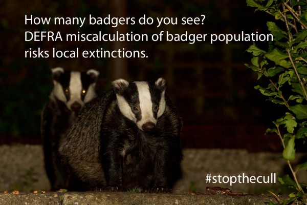 Stop the Badger Cull Poster