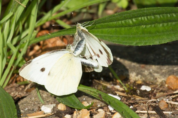 Pair of large white butterflies in mating dance.