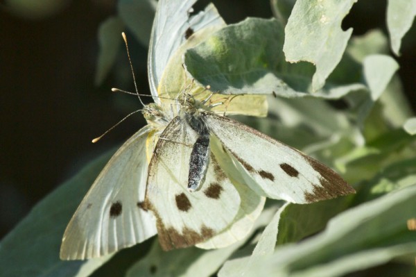 Pair of large white butterflies in mating dance.