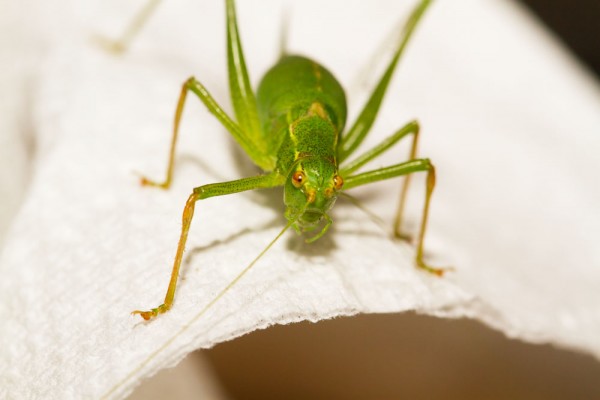 Speckled Bush Cricket