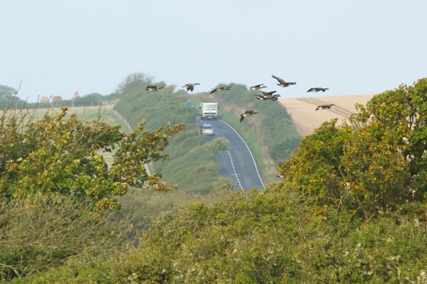 Canada Geese over the A259