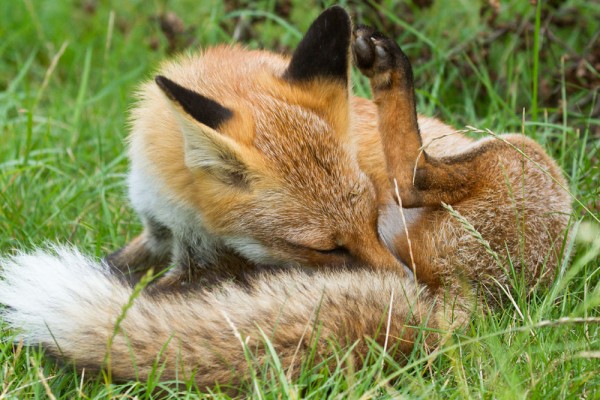 Fox grooming