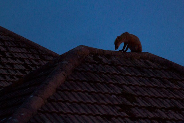 Young fox on rooftop at night