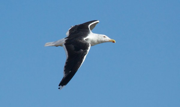 Great black-backed gull (Larus marinus), 