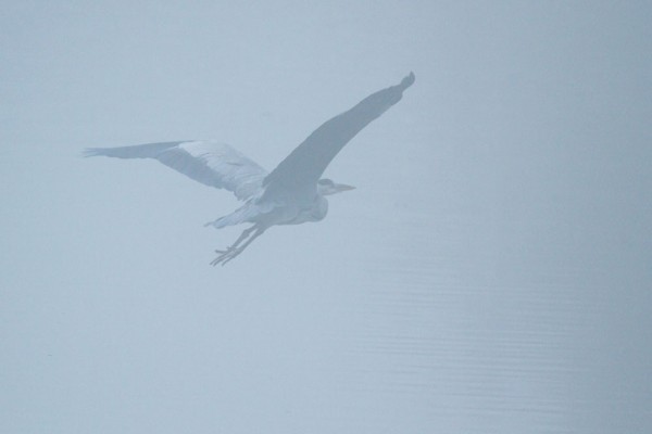 Grey heron in early morning mist