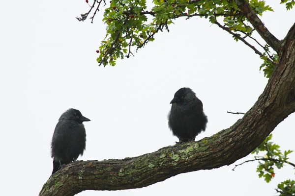 Two fluffy jackdaws